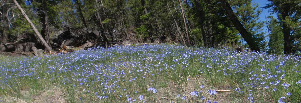 Blue Flax on the roadside.